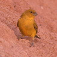 Image of Monte Yellow Finch