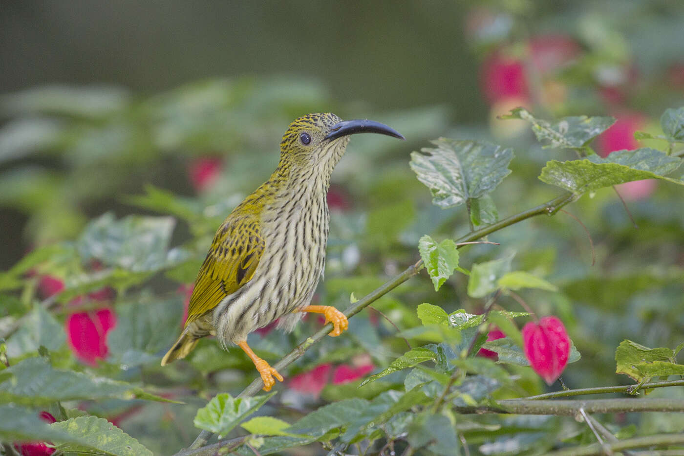 Image of Streaked Spiderhunter