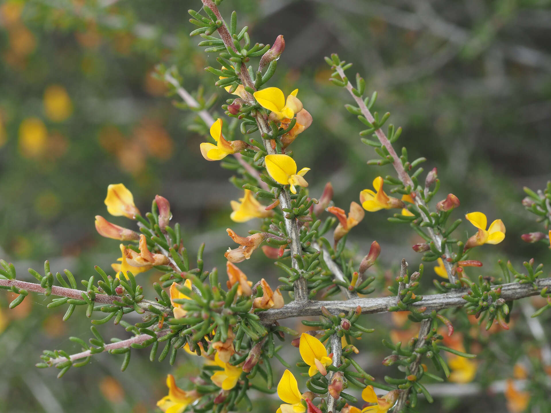 Image of Aspalathus lactea subsp. breviloba R. Dahlgren