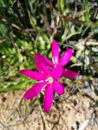 Hesperantha latifolia (Klatt) M. P. de Vos的圖片