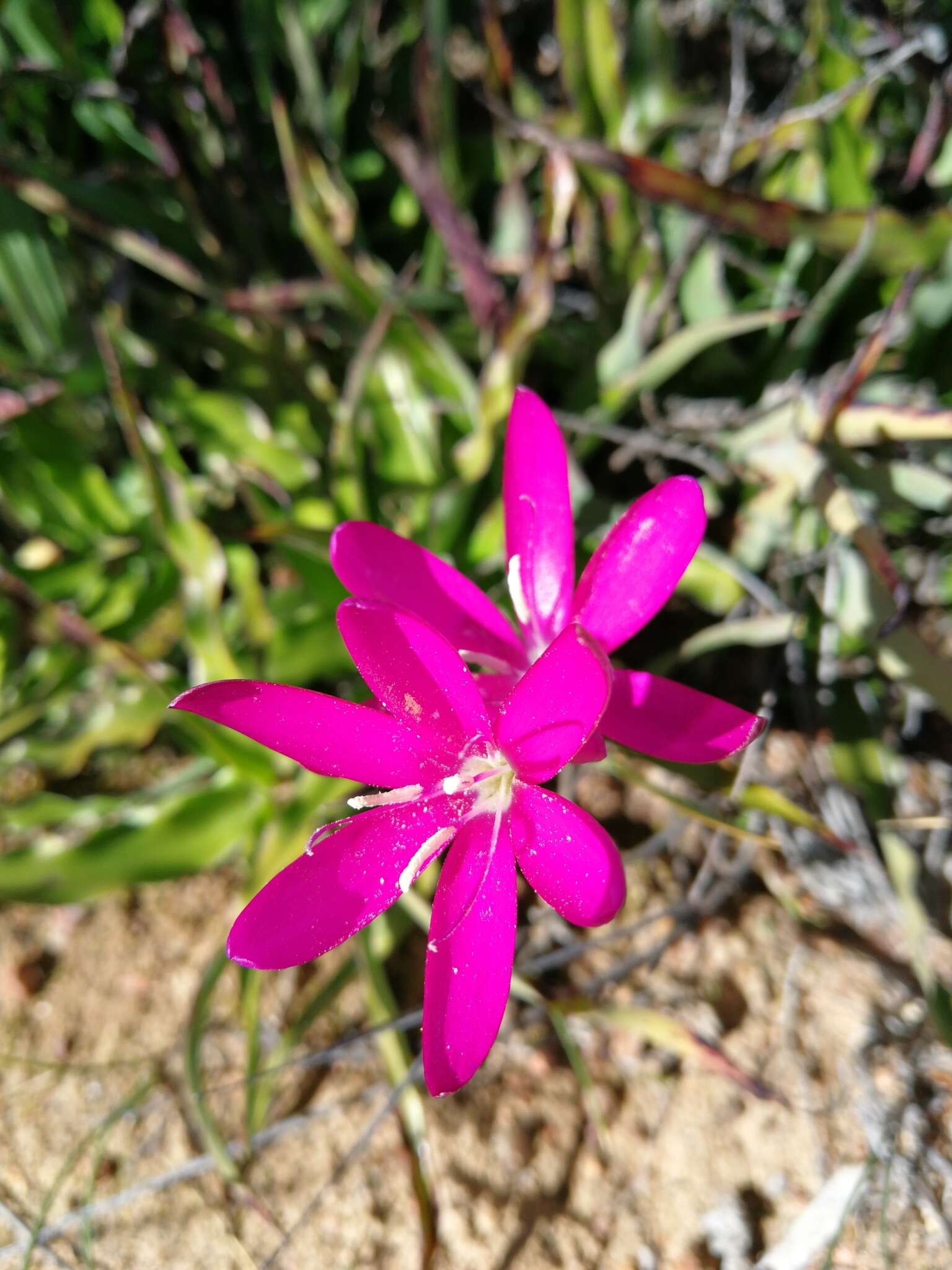 Hesperantha latifolia (Klatt) M. P. de Vos的圖片