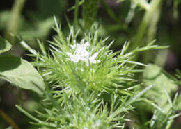 Image of Baker's navarretia