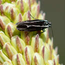 Ethmia albistrigella Walsingham 1880的圖片