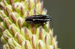 Image of Ethmia albistrigella Walsingham 1880