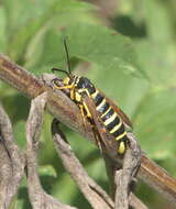 Image of Riley's Clearwing