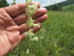 Image of <i>Silene jeniseensis</i>