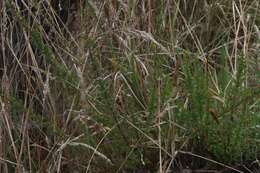 Image de Lythrum maritimum Kunth