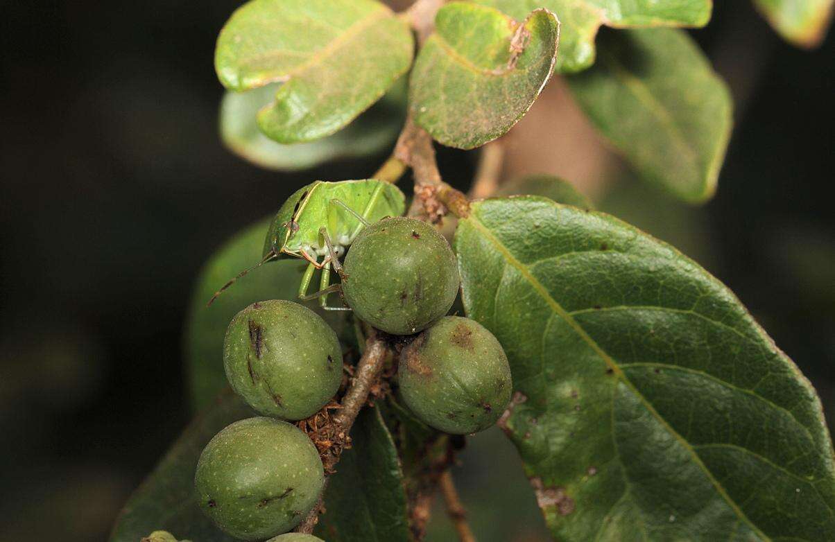 Image of Bridelia cathartica Bertol.