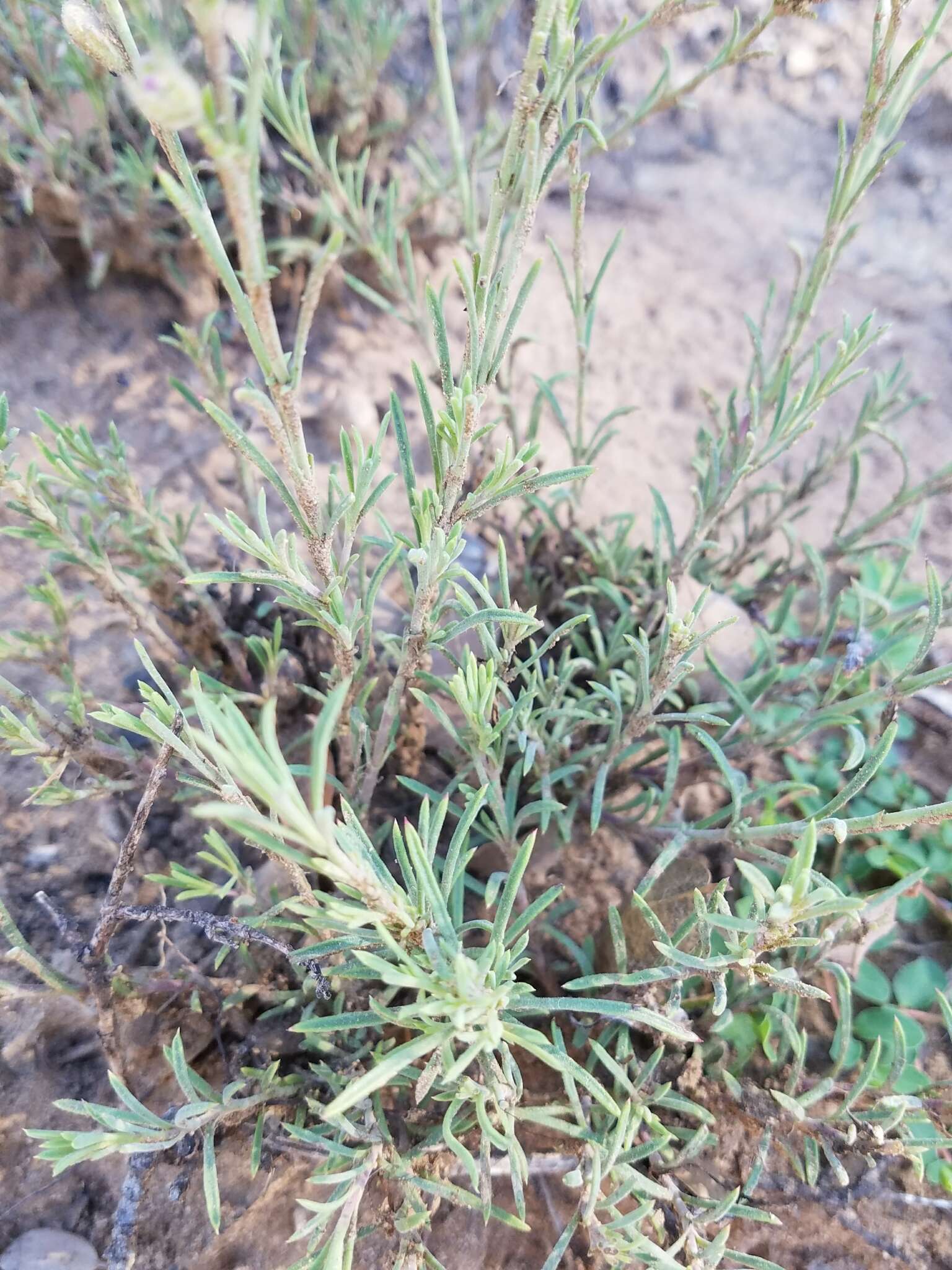 Plancia ëd Penstemon linarioides A. Gray