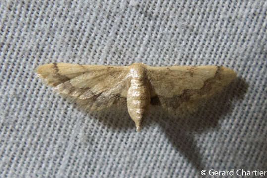 Image of Idaea violacea Hampson 1891