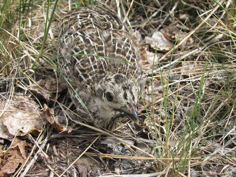 Image of Dusky Grouse