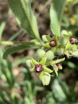 Image of Raphionacme procumbens Schltr.