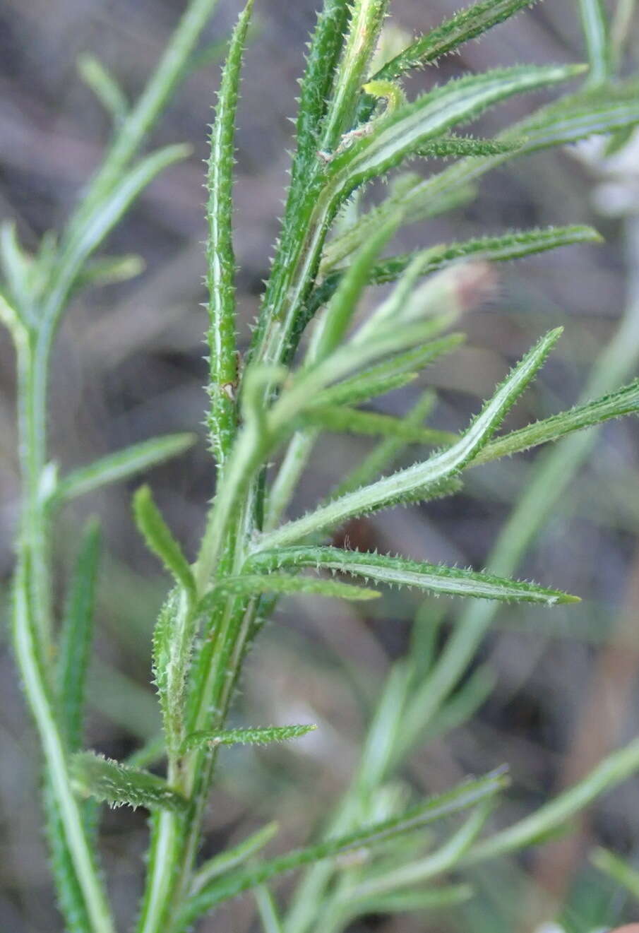 Athrixia heterophylla subsp. heterophylla resmi