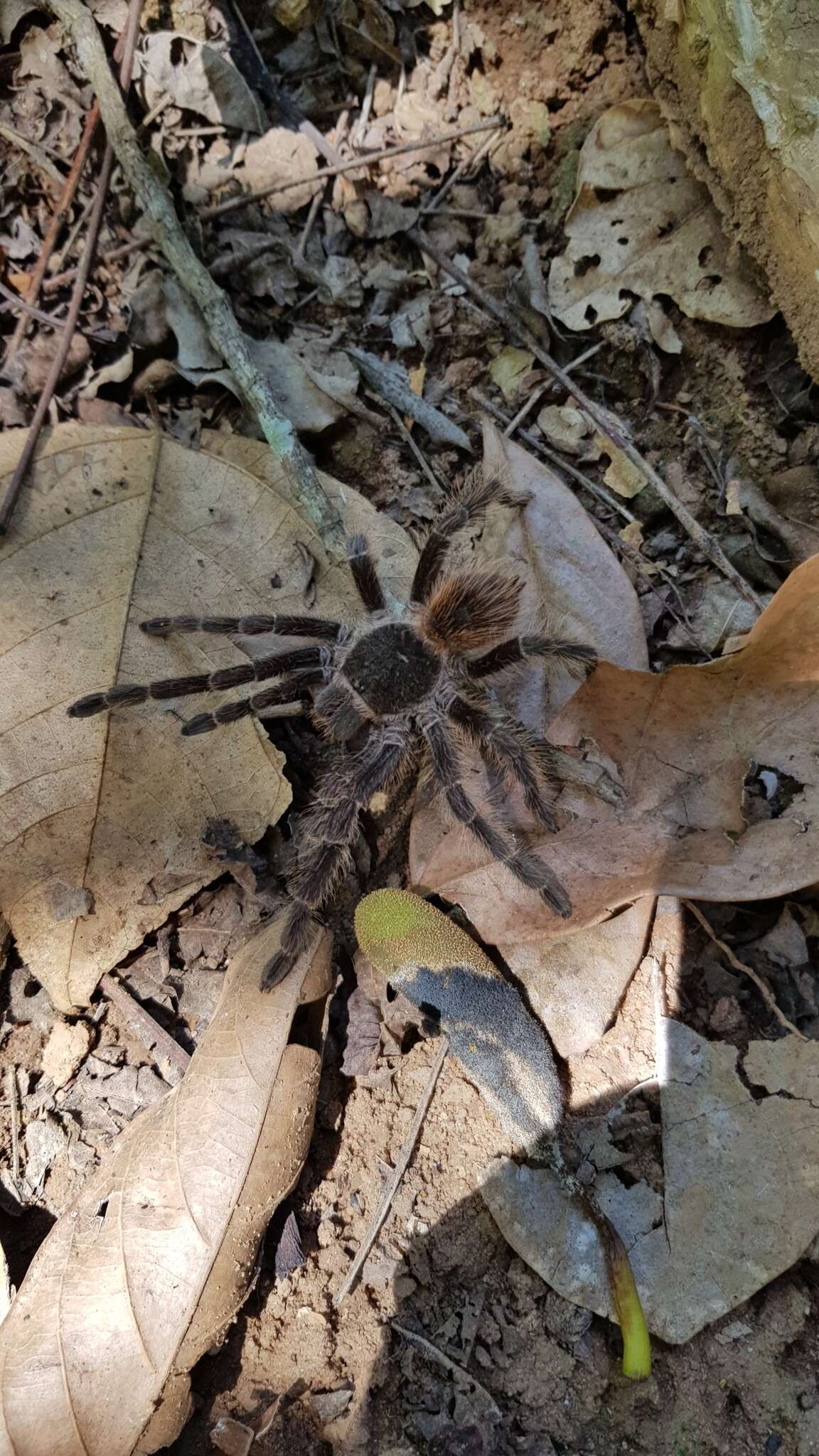 Image of Lasiodora subcanens Mello-Leitão 1921