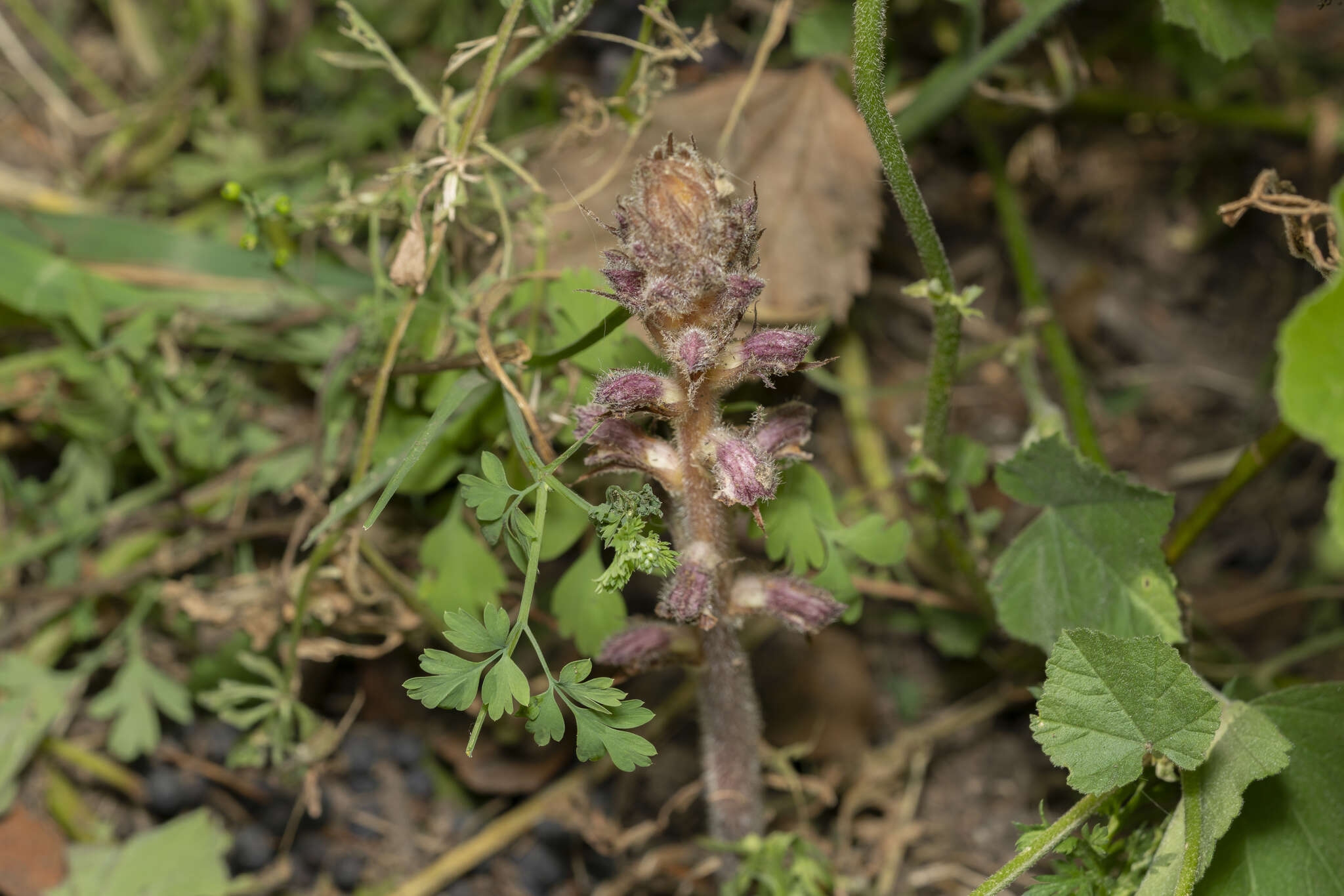 Image of Orobanche pubescens Dum.-Urville