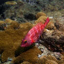 Image of Tuiupiranga Parrotfish