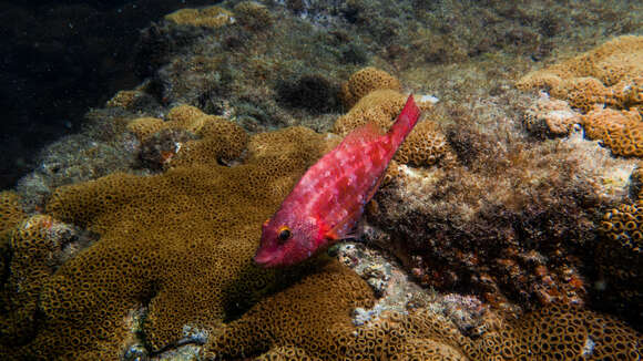 Image of Sparisoma tuiupiranga Gasparini, Joyeux & Floeter 2003