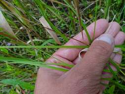 Image of broom sedge