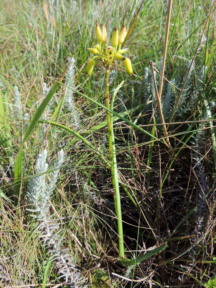 Image de Aloe linearifolia A. Berger