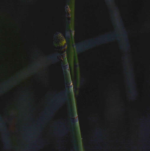 Image of Common Scouring-Rush