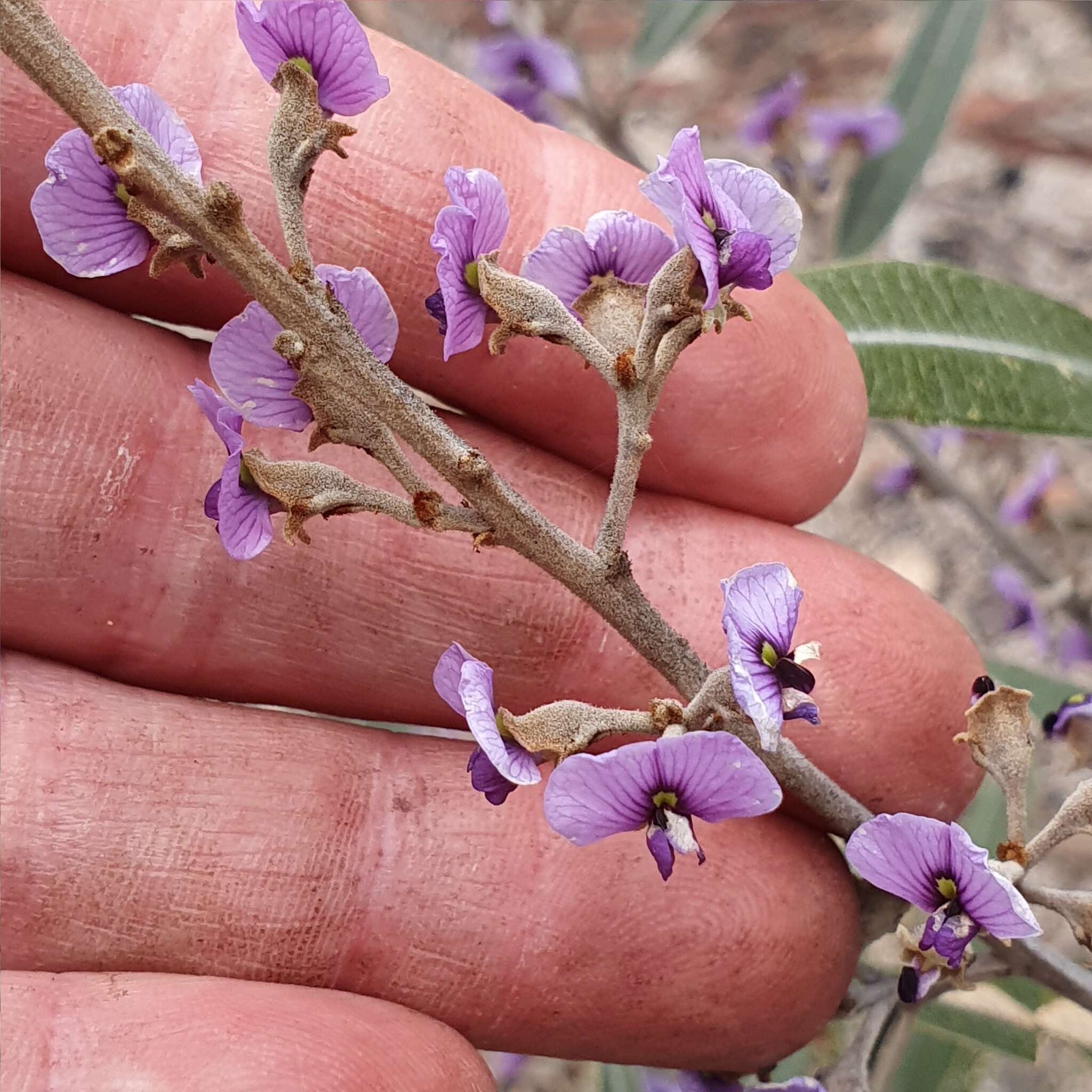 Image of Hovea apiculata G. Don