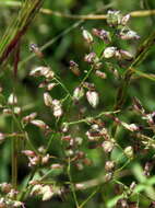 Image of Eragrostis obtusa Munro ex Ficalho & Hiern