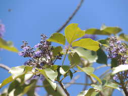 Imagem de Vitex gaumeri Greenm.