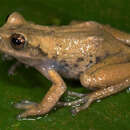 Image of Gastrotheca pachachacae Catenazzi & von May 2011