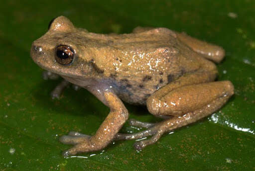 Image of Gastrotheca pachachacae Catenazzi & von May 2011