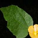 Imagem de Pseudabutilon orientale (Standl. & Steyerm.) P. A. Fryxell