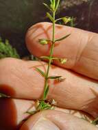 Image of Prostanthera scutellarioides (R. Br.) Druce