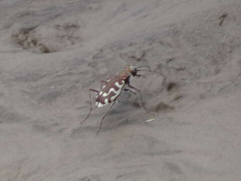 Image of Beach tiger beetle