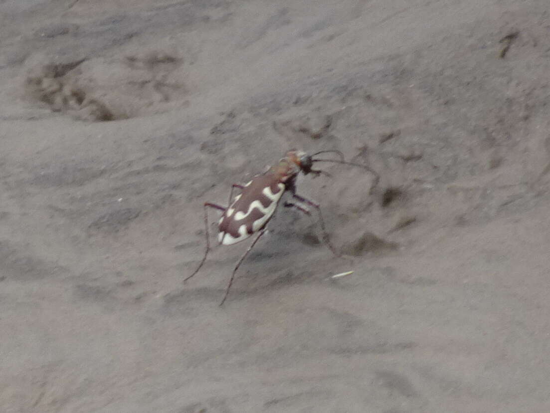 Image of Beach tiger beetle