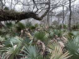 Image of Brazoria palmetto