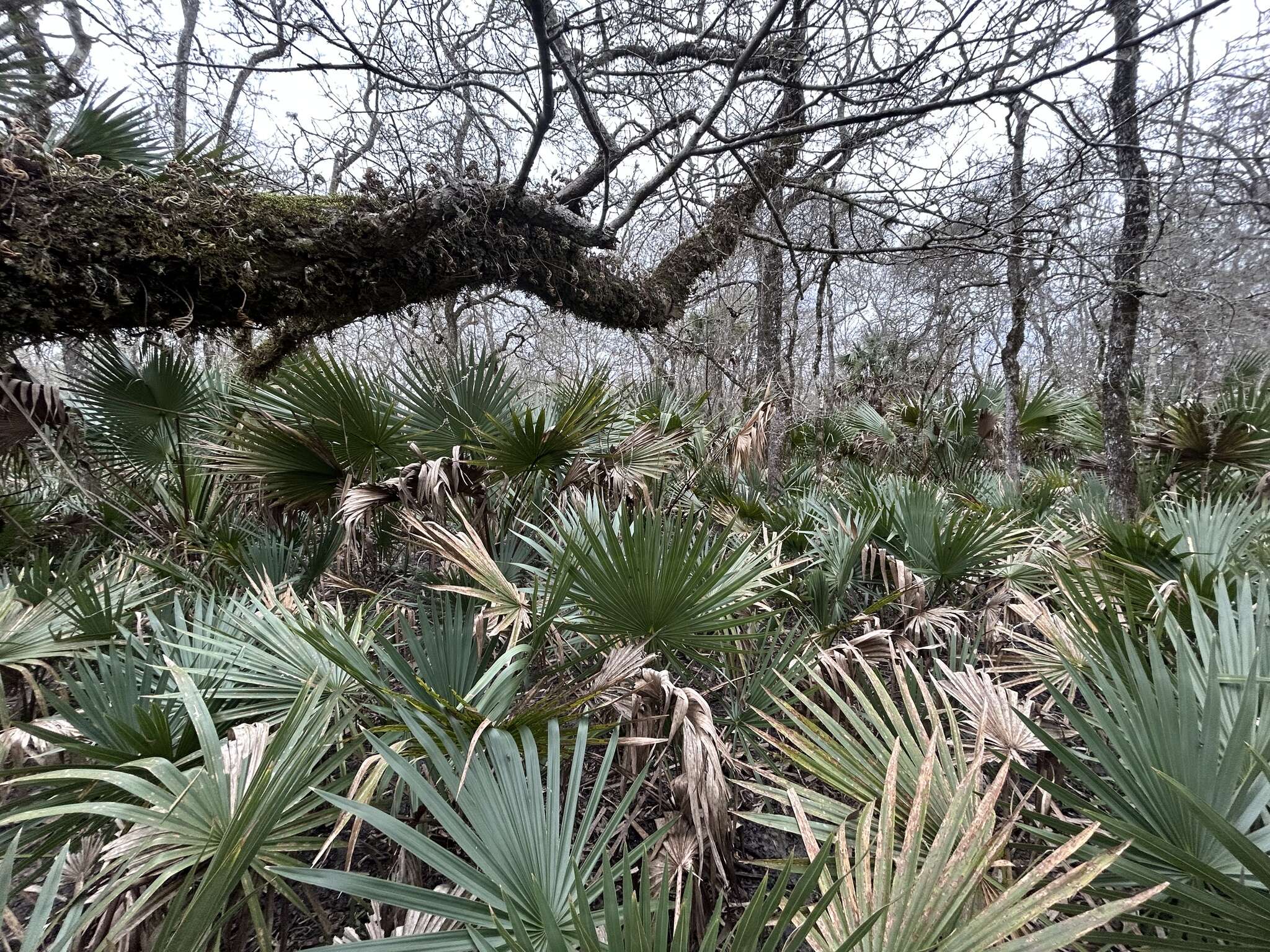 Imagem de Sabal brazoriensis D. H. Goldman, Lockett & Read