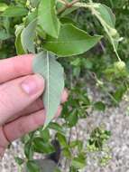 Imagem de Vitex trifolia subsp. trifolia