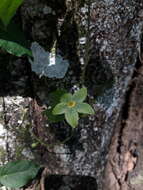 Image de Matelea denticulata (M. Vahl) Fontella & Schwarz