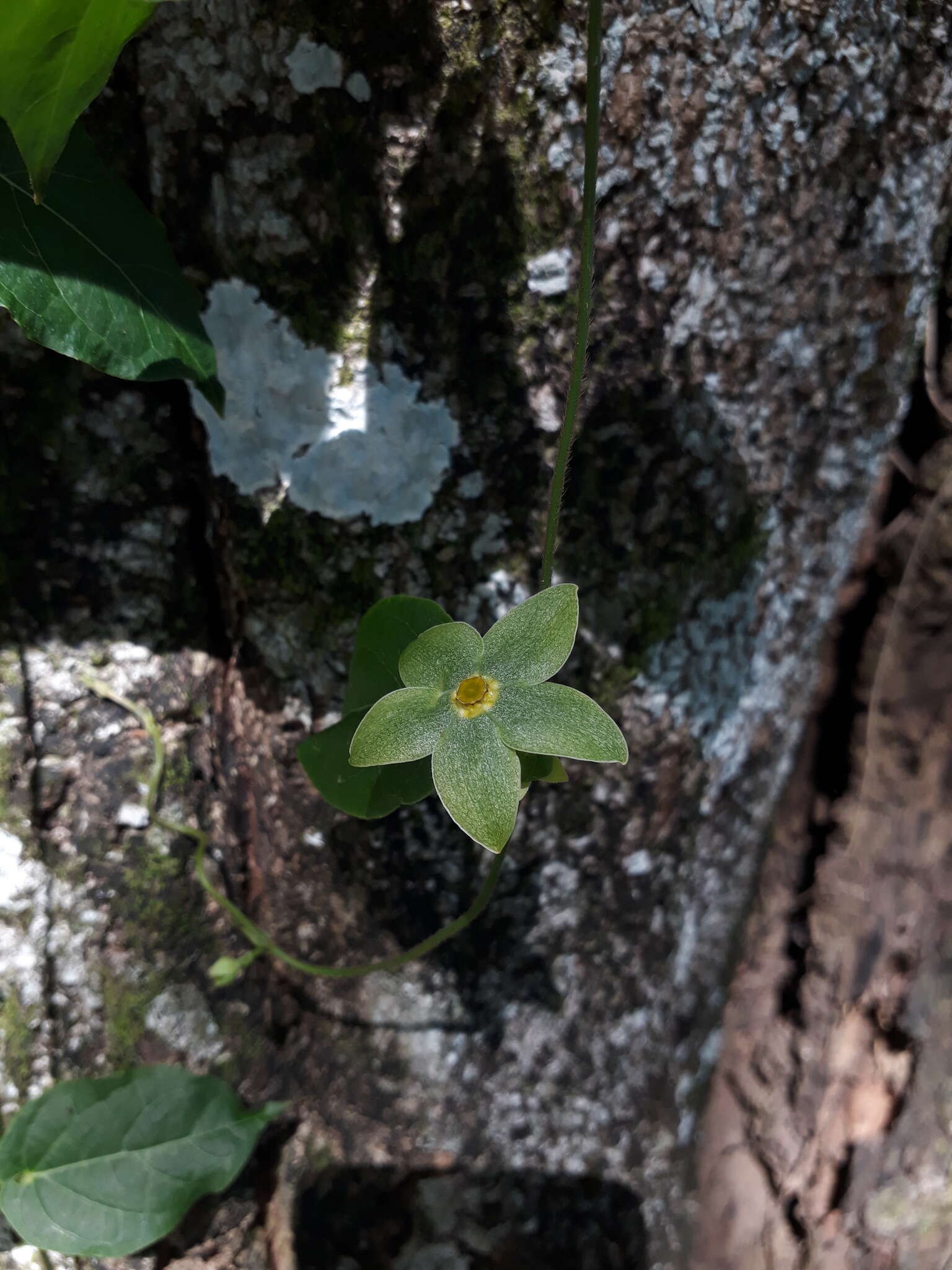 صورة Matelea denticulata (M. Vahl) Fontella & Schwarz