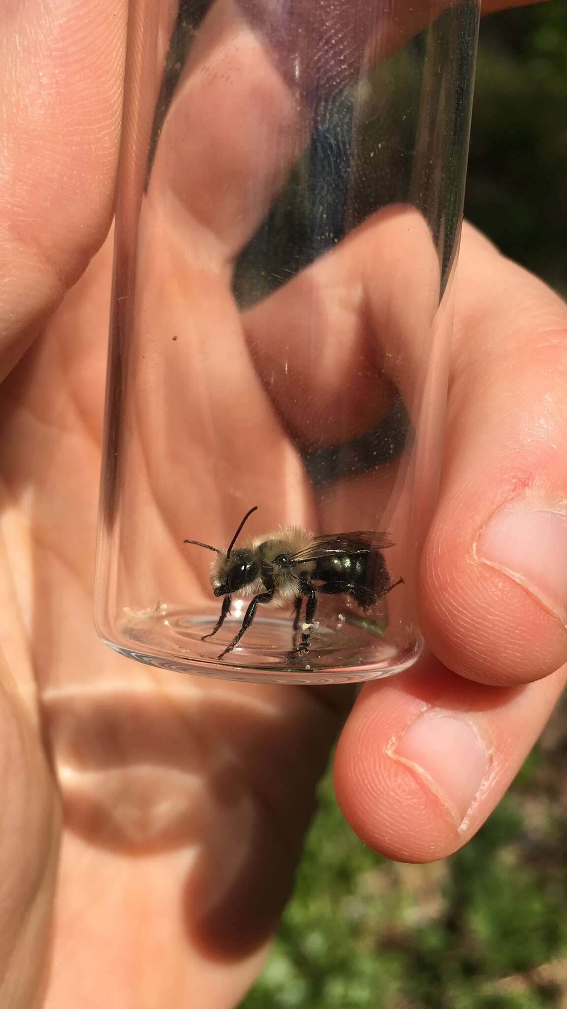 Image de Osmia bucephala Cresson 1864