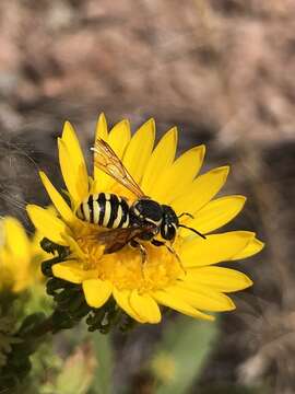 Image of Paranthidium jugatorium perpictum (Cockerell 1898)