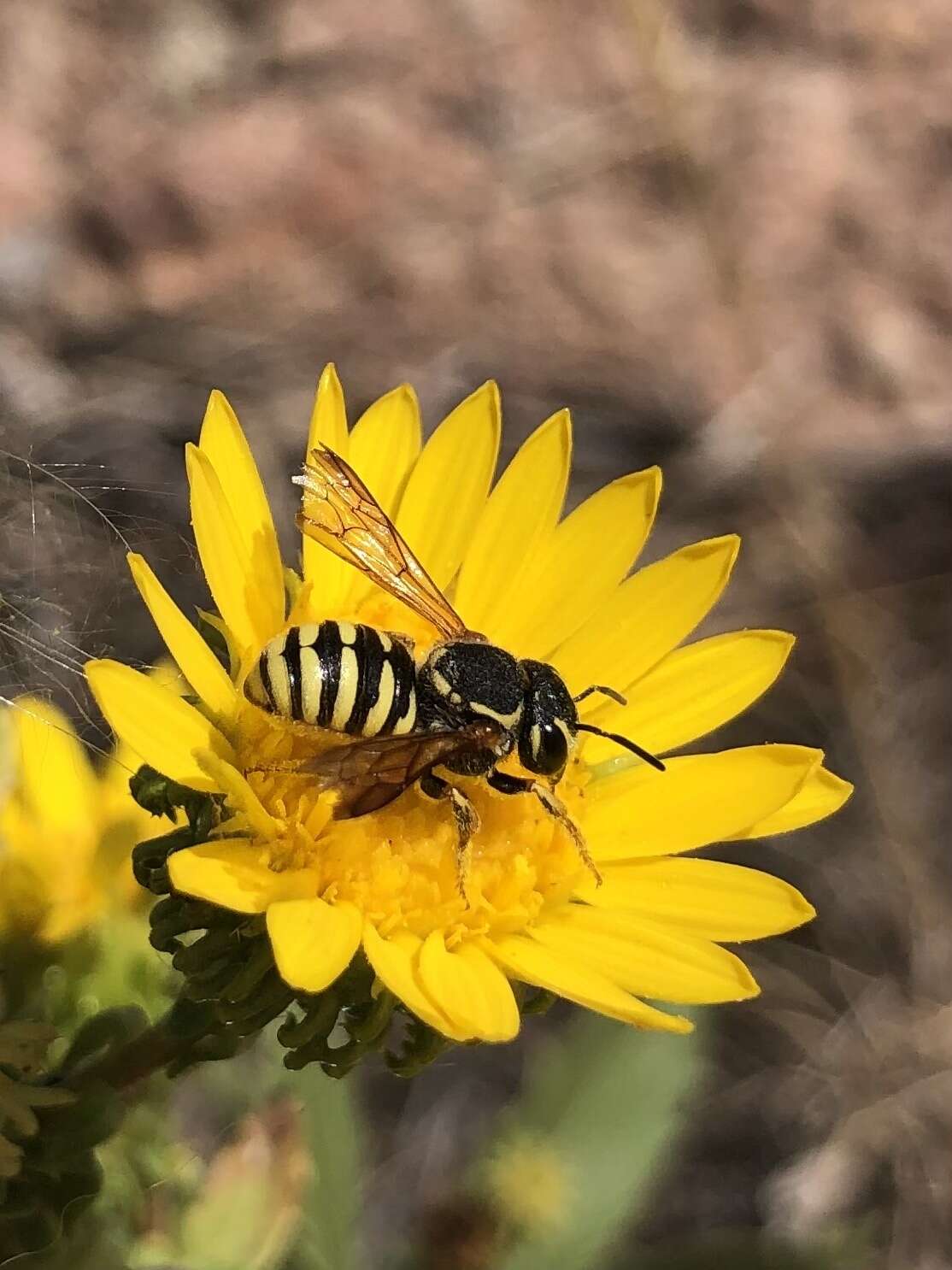 Imagem de Paranthidium jugatorium perpictum (Cockerell 1898)