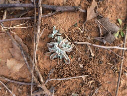 Image of silver pygmycudweed