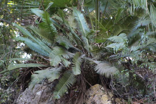 Image of Chestnut Dioon