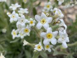 Plancia ëd Oreocarya flavoculata A. Nels.