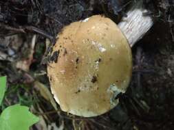 Image of Pulveroboletus atkinsonianus (Murrill) L. D. Gómez 1997