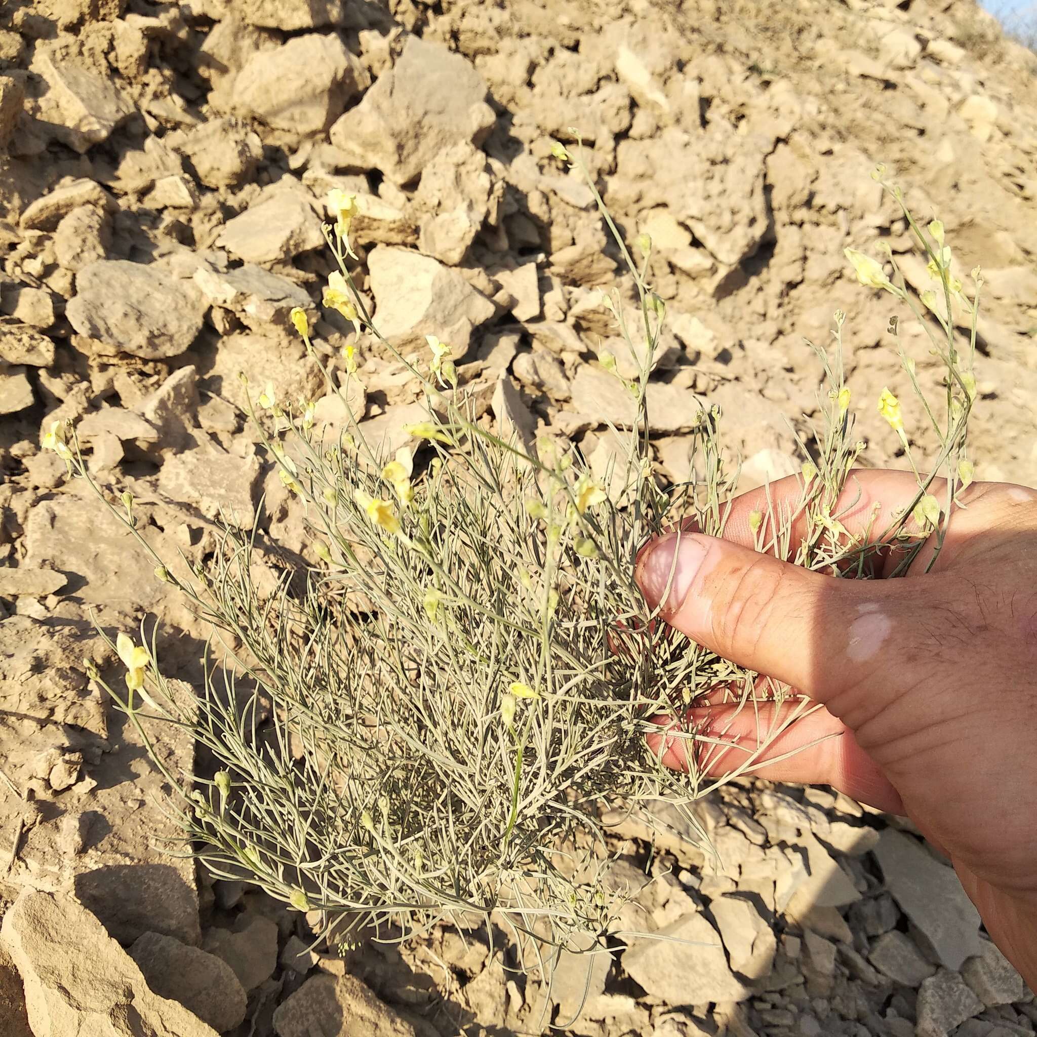 Image of Linaria altaica Fischer ex Ledeb.