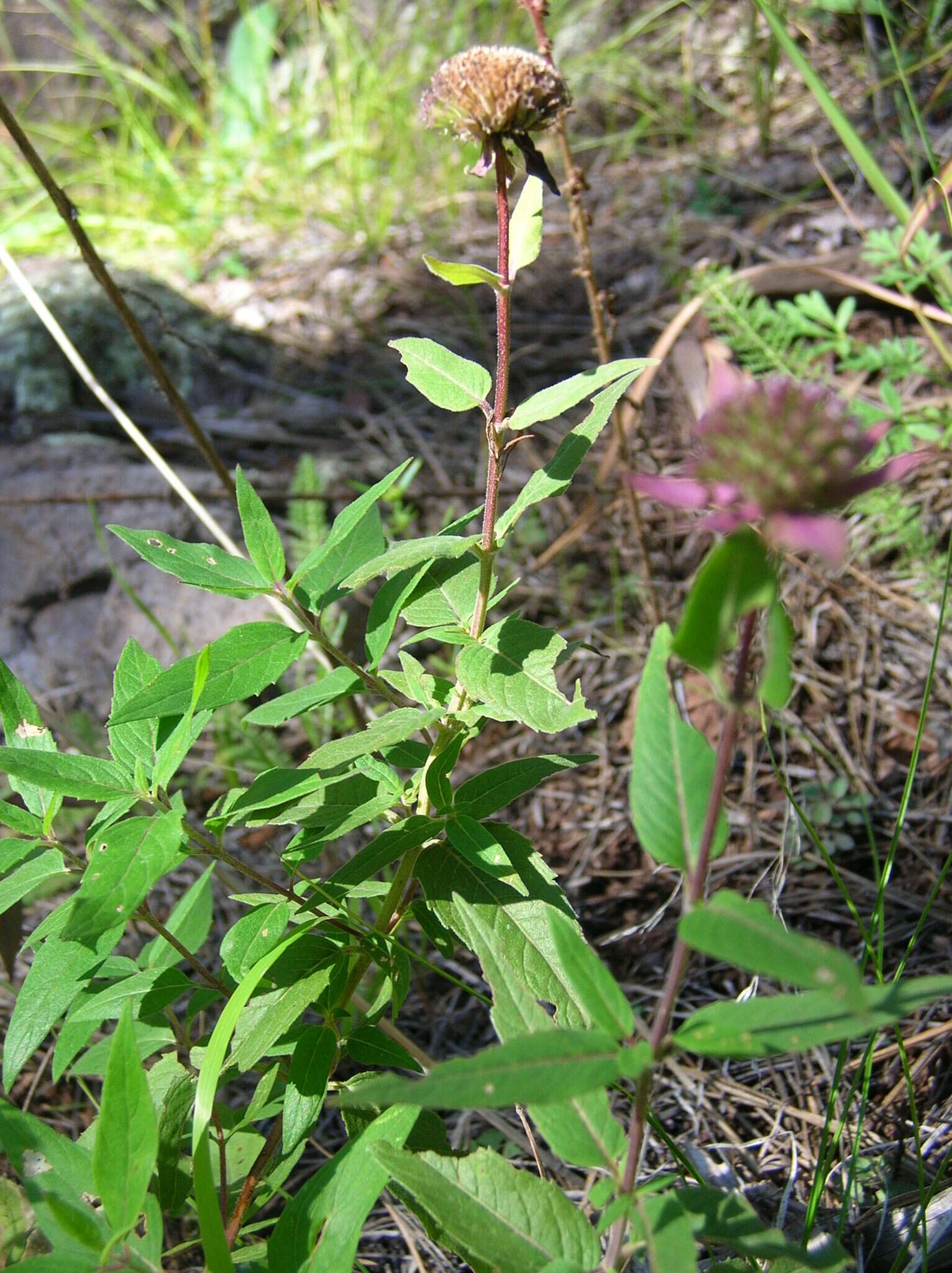 Image of Monarda fistulosa var. menthifolia (Graham) Fernald