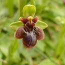 Ophrys fernandii Rolfe resmi