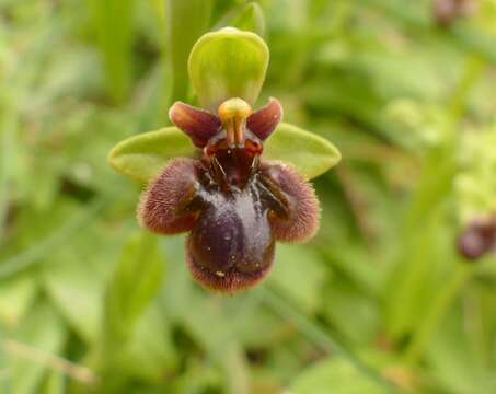 Ophrys fernandii Rolfe的圖片