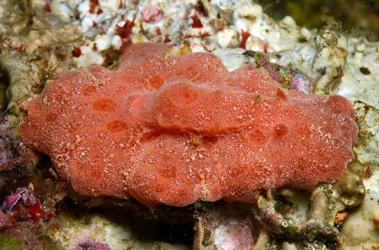 Image of Red lattice slug